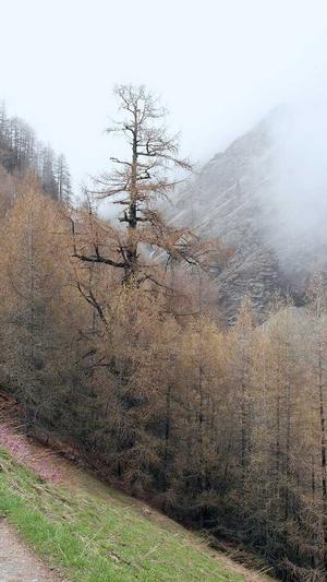 东莞网站建设最牛截图3