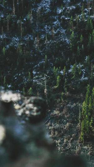 枫叶蜘蛛池有用吗截图4