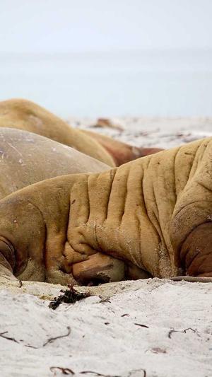 新闻模板蜘蛛池截图2