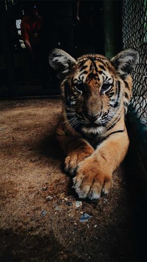 网站建设网站制作网站设计截图5