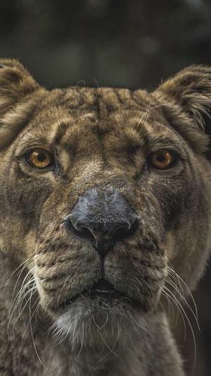 蜘蛛池 泛目录 出租截图3