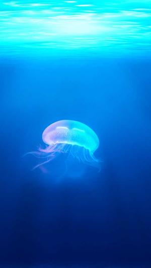 seo快速排名工具 sit截图4