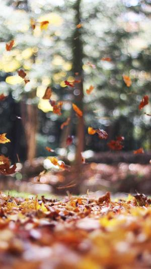 seo网络培训截图1