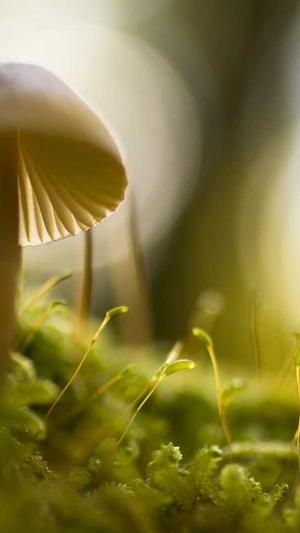 seo站群怎么管理泛目录截图2