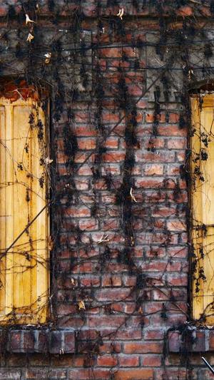 蜘蛛池步骤教程截图4