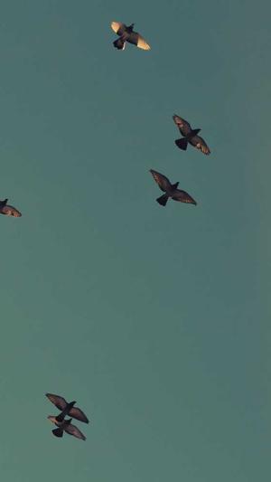 搜外蜘蛛池有用吗截图2